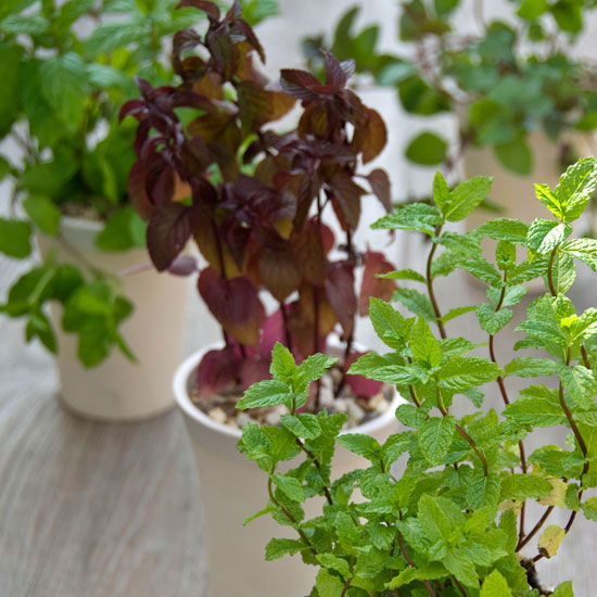 How to get rid of mice