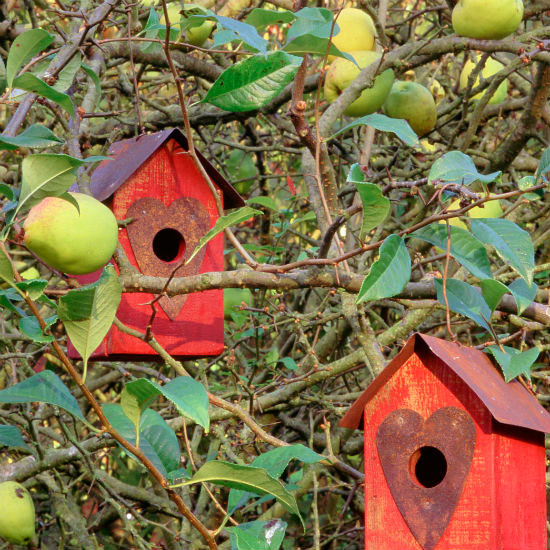 7 ways to make your garden wildlife friendly